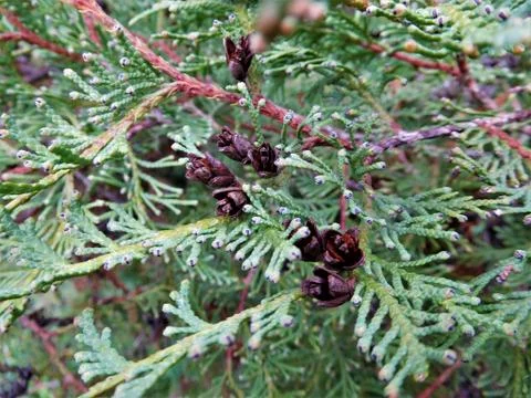 The very small strobilus on special tree Stock Photos