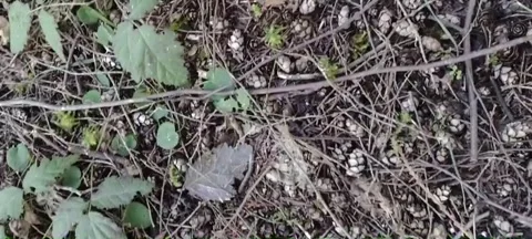 Very small tiny cedar pine cones strewn on ground Stock Footage 171434766