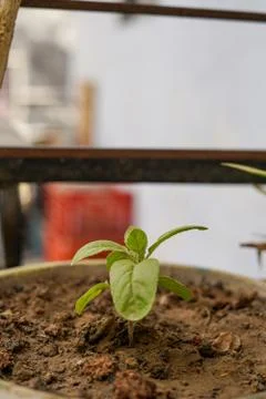 A very small tiny plant in a pot with selective focus 스톡 사진