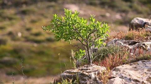 Very small tree growing on top of cliff Stock Footage 64897214