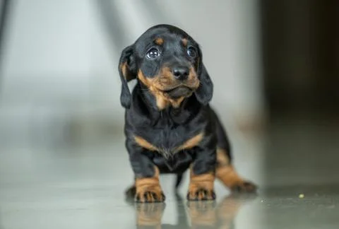 A very small young black dachshund puppy Stock Photos