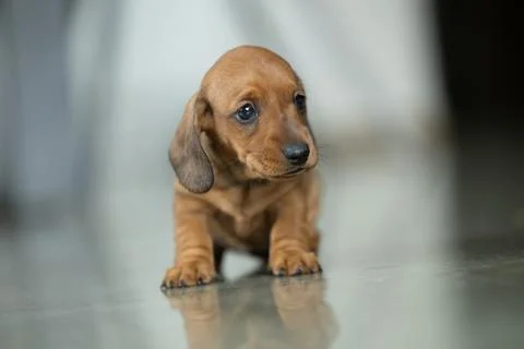 A very small young brown dachshund puppy Stock Photos