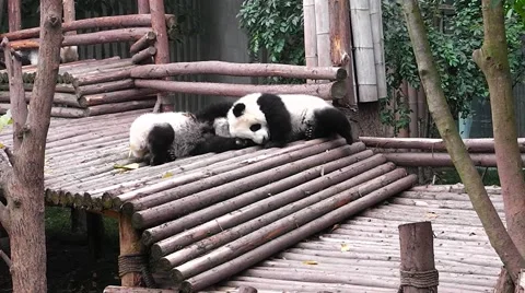 Very small young giant panda bear sleeping and turning over. Stock Footage 59302673