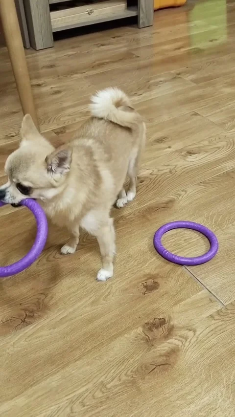 A very smart dog Video stock 295482961