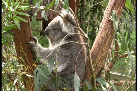 Very Still Koala Vídeos de archivo 548842
