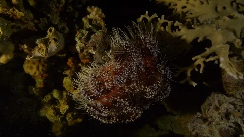 Very stinging fire urchin closed, Red Sea, Egypt Stock Footage 104707896
