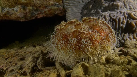 Very stinging fire urchin, Red Sea, Egypt Stock Footage 104732430