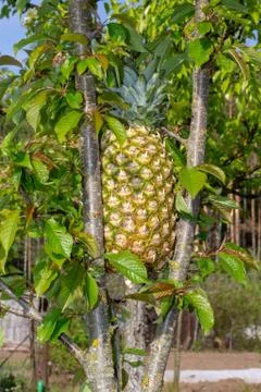 Very strange view - pineapple on cherry Stock Photos