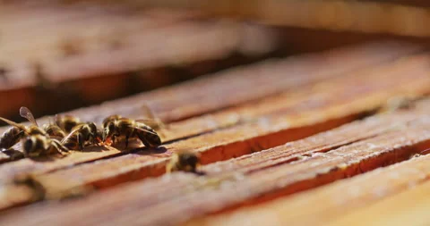 Very Strong Close-Up of Bees in Hive Stock Footage 275582319