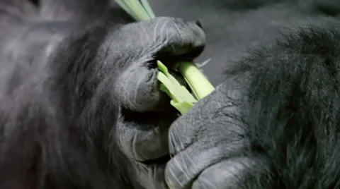 Very strong hands with mighty and calloused fingers of a gorilla male Видео 39633539
