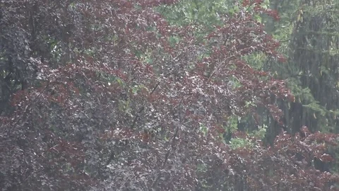 Very strong rain with trees in the background Stock Footage 77600328
