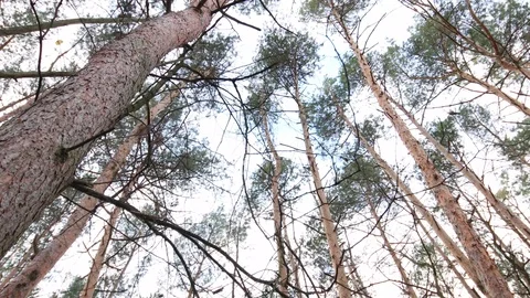 Very strong storm damage in the forest Video stock 120648913