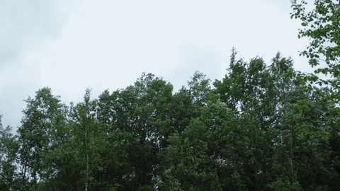 Very strong summer storm with close to hurricane force winds.  Stock Footage 112489678