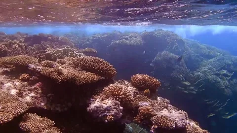 Very strong waves over beautiful corals while snorkeling in the red sea Stock Footage 151138358