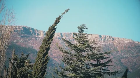 Very strong wind Stock Footage 147982669