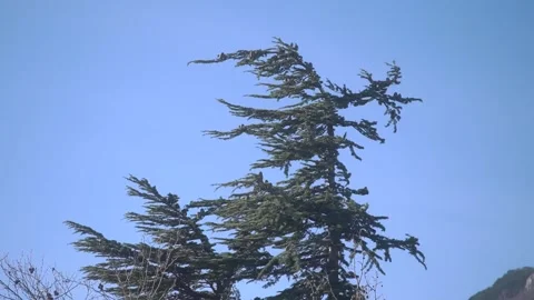 Very strong wind Stock Footage 147982673