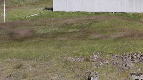 Very strong wind in Iceland Stock Footage 80332727