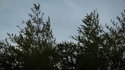 Very strong wind moving the trees strongly, selective focus Stock Footage 72628731