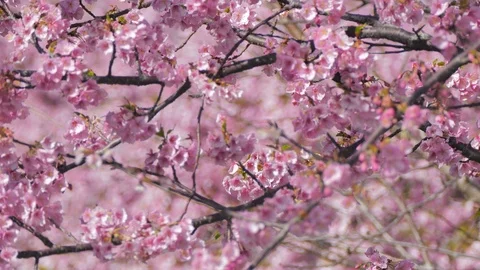 On a very strong wind, the petals of the cherry blossoms were blowing very much 스톡 동영상 125009432