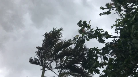 Very strong winds before rain. Mobile footage. 4K Stock Footage 91072716