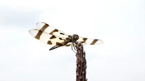 Very strong winds try to dislodge a dragonfly. Stock-Footage 324763301