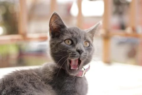 Very surprised cat with open mouth Stock Photos