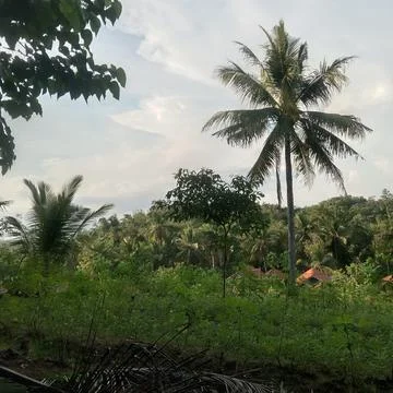 Very tall coconut tree Stock Photos