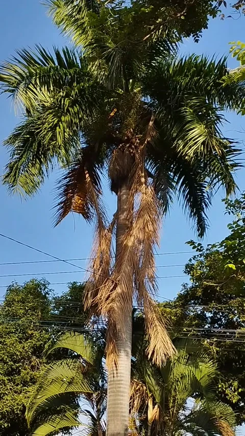 A very tall palm tree in the shape of a portrait Stock Footage 226953696