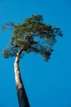 Very tall pine tree set against clear blue sky  low angle view Fotos de archivo