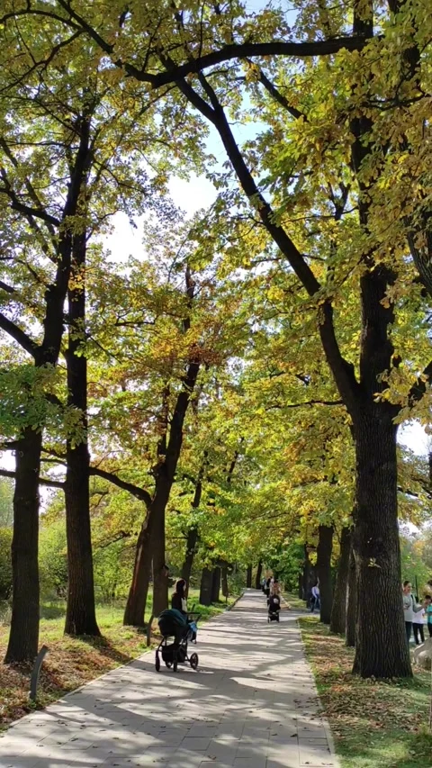 Very tall pine trees in a city park Stock Footage 288110659