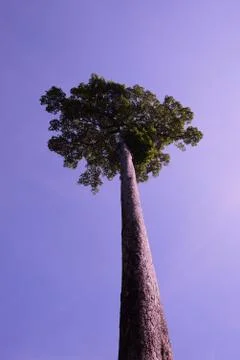 Very tall tree with a beautiful crown on the background of a clear blue sky. Stock Photos