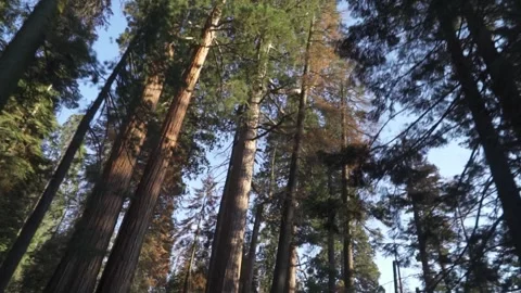 Very Tall Trees Canopy in Sequoia Forest National Park Stock Footage 251829971