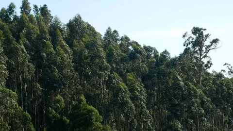 Very tall trees in the Eucalyptus forest swaying in the wind against a blue sky. Stock Footage 106740341