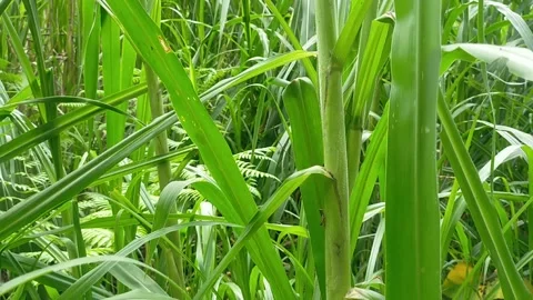 Very tall wild grass Video stock 220651909