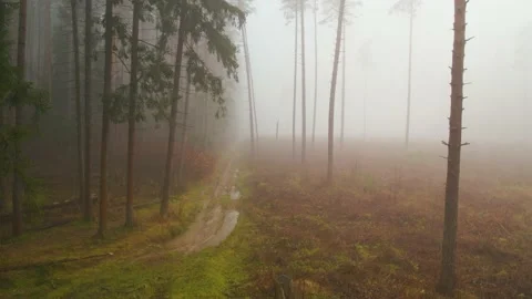 Very thick fog in the pine forest Stock Footage 172353501