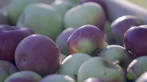 Very tight shot of ripe, red apples in a wood apple crate with the sun rim Stock Footage