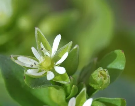 Very tiny beautiful flower Stock Photos