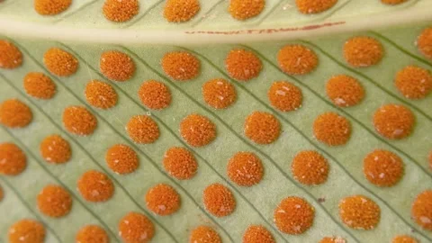 A very tiny mite runs between the sori of a fern frond Stock Footage 346791428