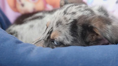 Very tired border collie Stock Footage 118888246
