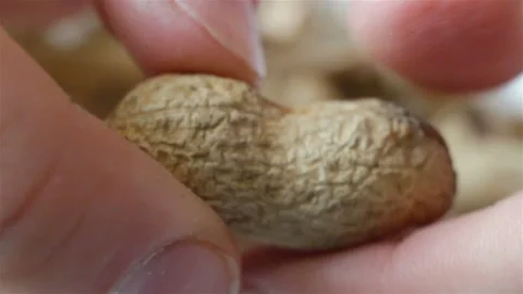 A very tough nut to crack. Peanuts and hands extremely close-up, real time, cont Stock Footage 111737486