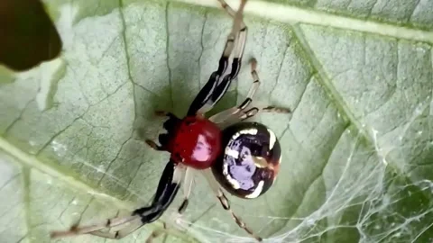 Very unique red spider Stock Footage 276209912