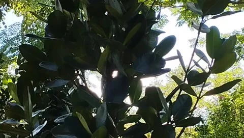 A very unique small tree plant Stock Footage 223845300