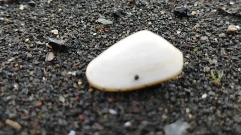 A very unique white shell shape Stock Footage 225200497