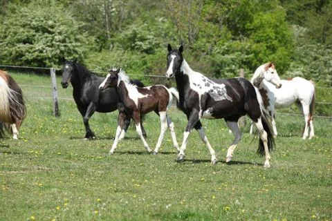 Very various batch of horses running on pasturage Stock Photos