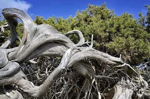 Very, very old juniper tree (Juniperus phoenicea) Stock Photos