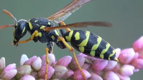 Very vicious killer bee Stock Footage 289442854