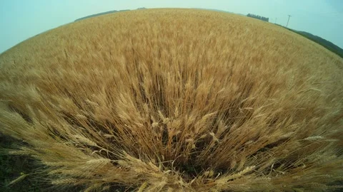 Very wide angle view of a mature wheat field blowing in a light wind under a Stock Footage 313572720