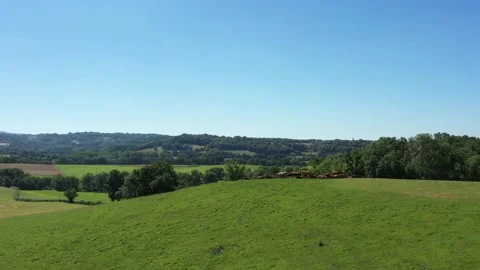 Very wide bottom-up tracking shot towards a group of cows Video stock 144657384
