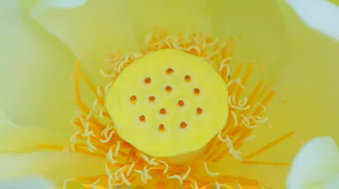Very yellow Flower macro Stock-Footage 636993