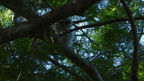 A very young and curious barred owl watching the watchers Stock-Footage 342085369